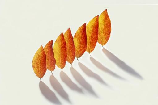 落ち葉、枯葉、枯れ枝のスタジオ撮影20 秋,枯葉,落ち葉の写真素材