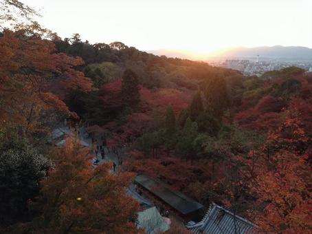 紅葉 紅葉の写真