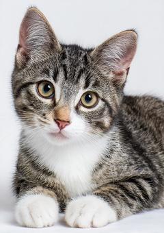 スタジオ撮影の魅力的な三毛猫 スタジオ撮影の魅力的な三毛猫の写真
