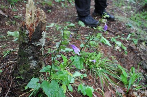 娘と３度目の兜明神登山　１５の写真