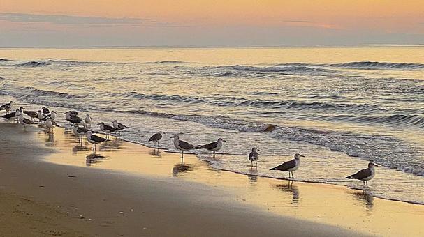 Chirihama Beach at Dusk Seabirds on the Beach: 4, JPG