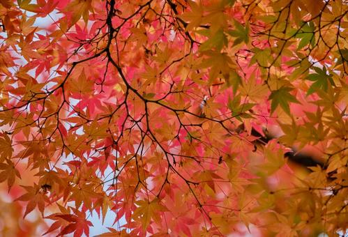 鮮やかに紅葉したモミジの木 鮮やかに紅葉したモミジの木 風景,紅葉,モミジの写真素材