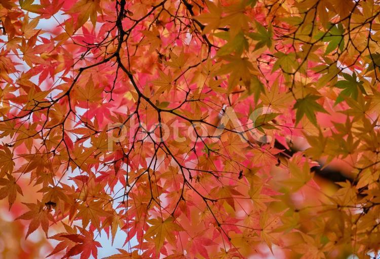 鮮やかに紅葉したモミジの木 風景,紅葉,モミジの写真素材