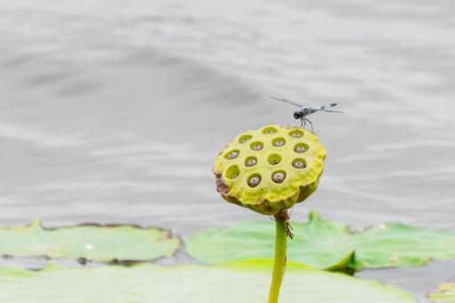 シオカラトンボ(56)の写真