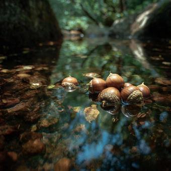 森の小川に浮かぶ新鮮などんぐり 森の小川に浮かぶ新鮮などんぐりの写真