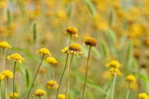 A cluster of heleniums swaying in the cool breeze, JPG