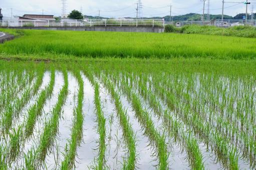 水田風景 稲,風景,景色の写真素材