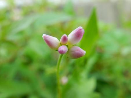 【花の写真】ミゾソバ(溝蕎麦) 【花の写真】ミゾソバ(溝蕎麦)の写真
