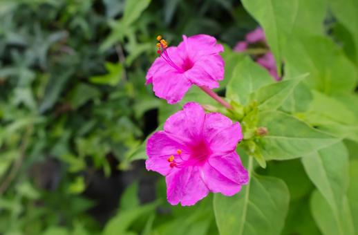 夏から秋に咲く庭のオシロイバナの花2 夏から秋に咲く庭のオシロイバナの花2の写真