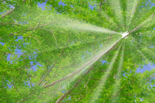 Sunlight filtering through the fresh greenery, fresh green, sunbeams leaves, early summer, JPG