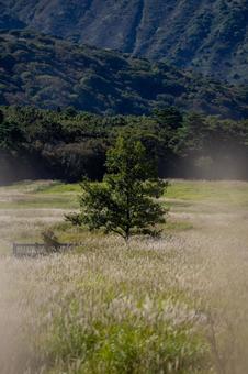 大分県　タデ原湿原 大分県,大分,大分観光の写真素材