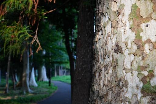 公園の木 公園の木 森,木,森林の写真素材