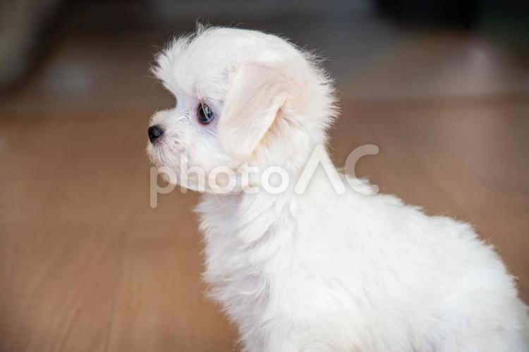 真横を向いたマルチーズ マルチーズ,パピー,幼犬の写真素材