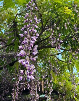 藤の花 藤,花,紫の写真素材