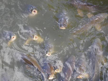 Photo, carp, hori, odawara castle, 