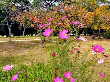 公園 福岡,公園,秋の写真素材