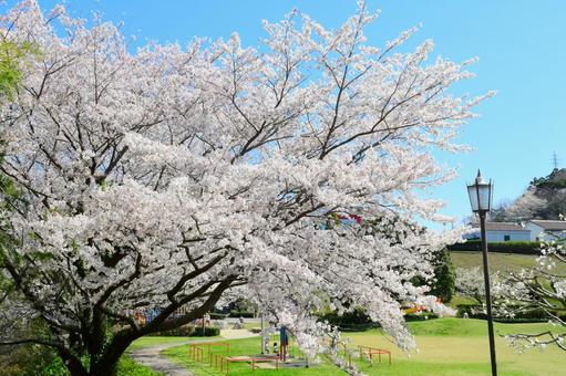 公園の桜 公園の桜の写真