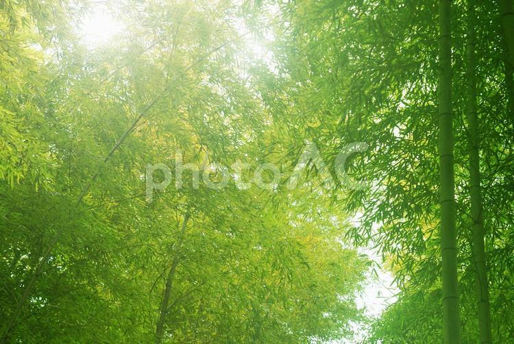 竹林_132 植物,竹,竹林の写真素材