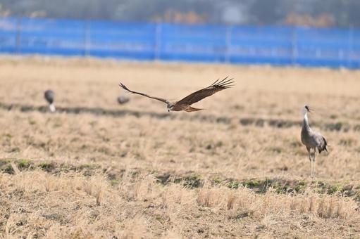 Black Kite, JPG