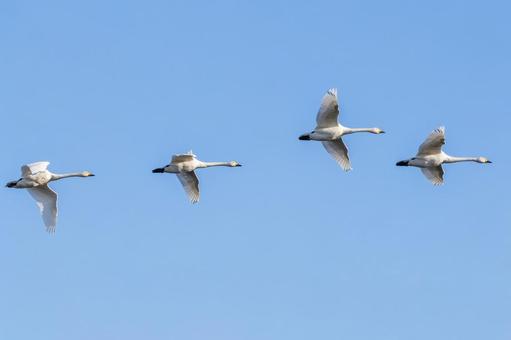 オオハクチョウ⑺ 鳥,オオハクチョウ,ハクチョウの写真素材