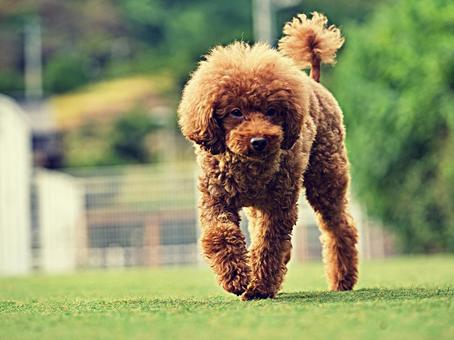 トイプードルのポートレートの写真