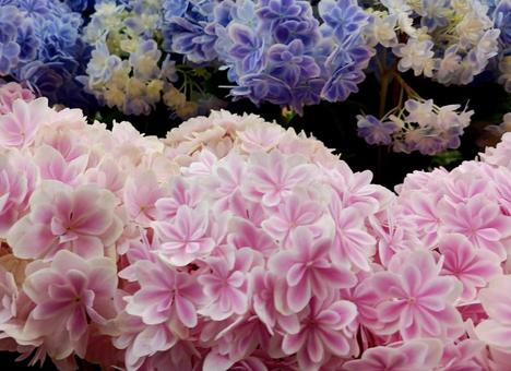 紫陽花 紫陽花の写真