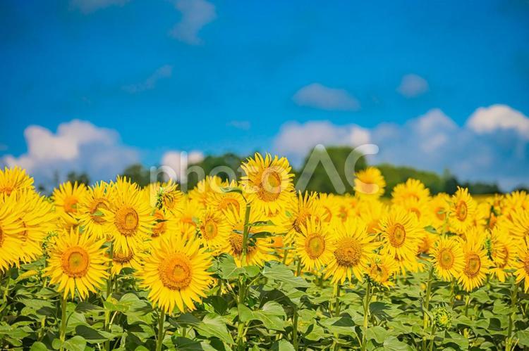 北海道　北竜町ひまわりの里 北海道,日本,北竜の写真素材
