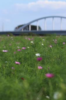 コスモスの写真