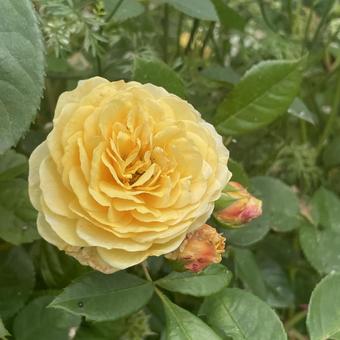rose, JPG rose, JPG