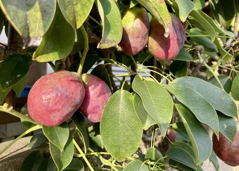 熟したアケビ アケビ,つる,赤いの写真素材