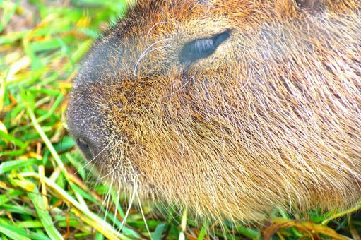 カピバラの写真