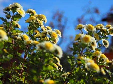 爽やかな青空と黄色い小菊の群生（秋の光） 菊,小菊,黄色の写真素材