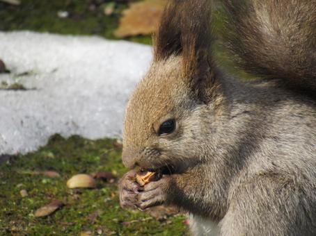 エゾリス エゾリス,リス,公園の写真素材