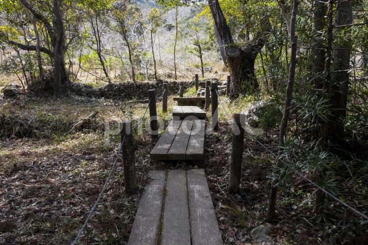 藤七原湿地22（田原市） 藤七原,湿地,衣笠山の写真素材