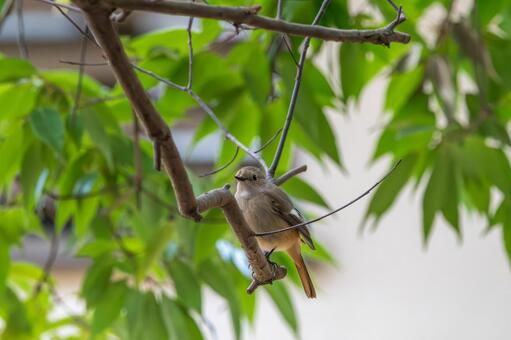 枝にとまって周囲を伺うジョウビタキのメス ジョウビタキ,野鳥,鳥の写真素材