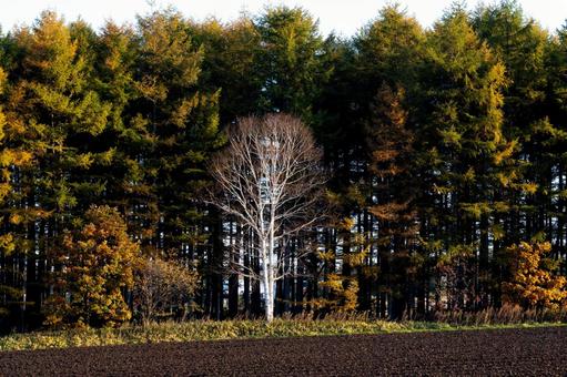 深い常緑樹の森を背に白く際立つ一本の白樺 白樺,針葉樹,防風林の写真素材