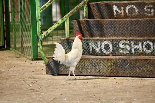 バトゥ洞窟の鶏 バトゥ洞窟の鶏 鶏,白い,生き物の写真素材