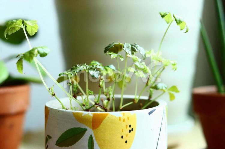 のびる植物 植物,観葉植物,オシャレの写真素材