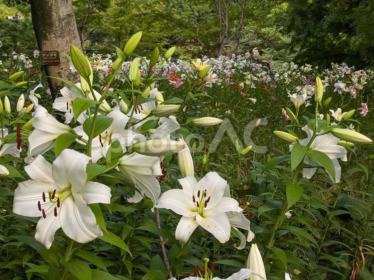 日比谷公園のユリ　白 日比谷公園,百合,日比谷の写真素材