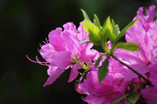 咲き誇る情熱の花 植物,花,ツツジの写真素材