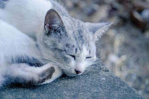 昼寝する猫の写真