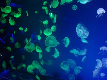 くらげ くらげ クラゲ,幻想的,生物の写真素材
