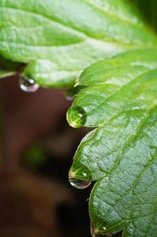 苺苗の葉水（マクロ撮影）12 苺,イチゴ,苺苗の写真素材