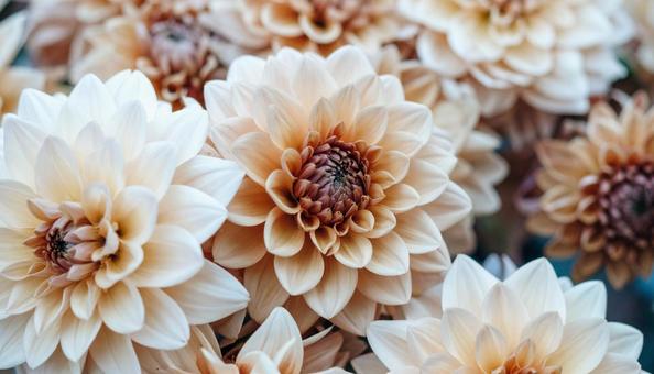 秋の花 ダリア 秋の花 ダリアの写真