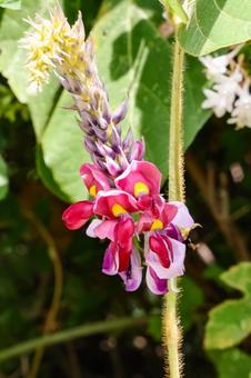 葛の花 葛の花 クズの花,葛の花,蔓植物の写真素材