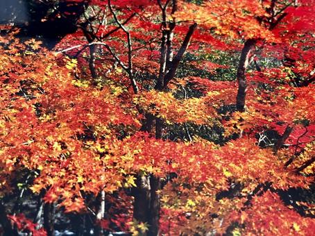 紅葉 秋 紅葉 秋の写真