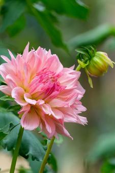 蕾とともに咲くピンクのダリア ダリア,花,蕾の写真素材