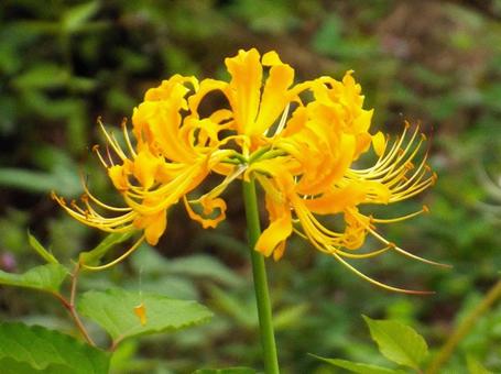 [Photo of cluster amaryllis] Scenery of cluster amaryllis blooming, JPG