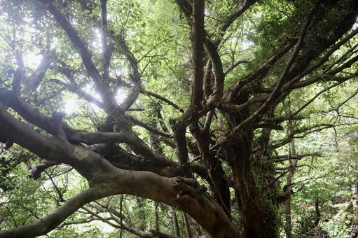 Photo, trees, green, sunbeams leaves, 