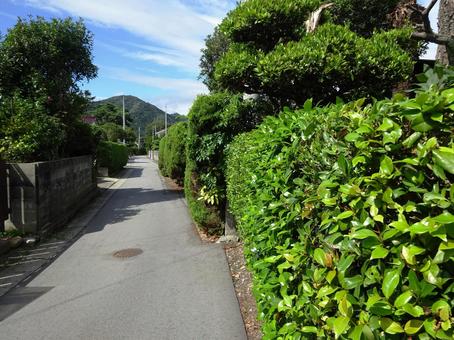 生垣の小径の写真